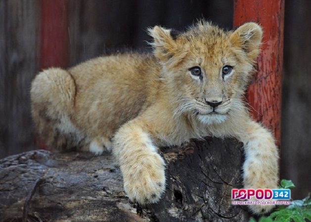 В пермском зоопарке появился трехмесячный львенок