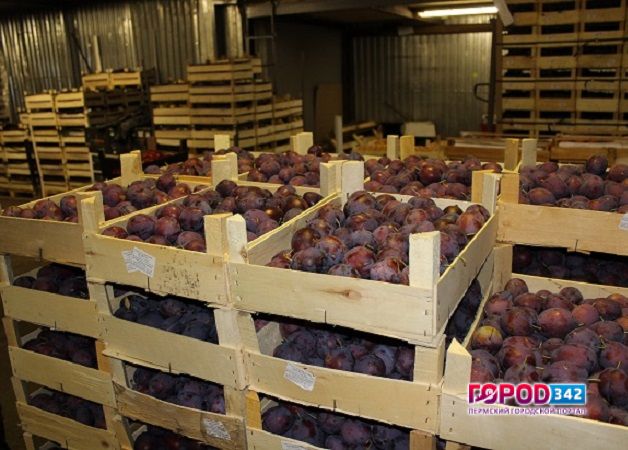 В Перми уничтожено 2 тонны санкционных овощей и фруктов