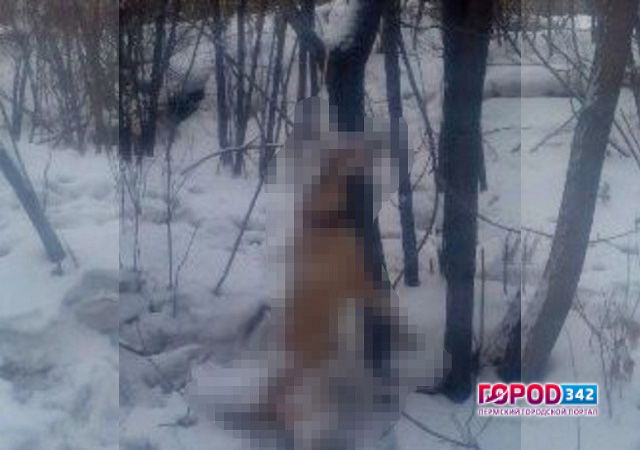 В Перми живодер расправился с собакой, повесив ее на дереве
