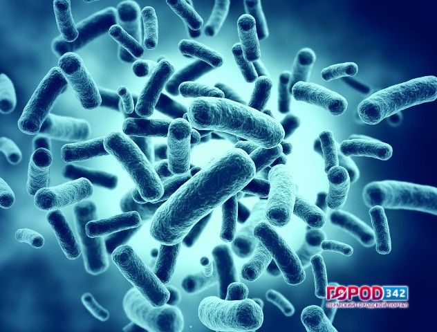 Какие бактерии живут в кишечнике
