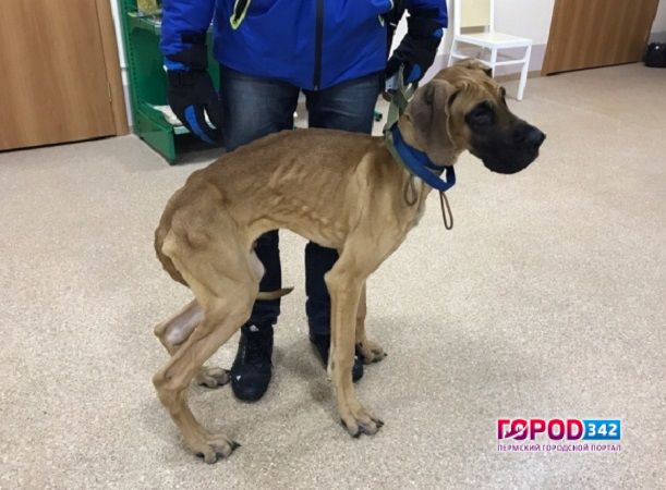 В Перми хозяйка довела собак до истощения и теперь обвиняет зоозащитников в краже