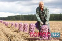 Вести с картофельных полей