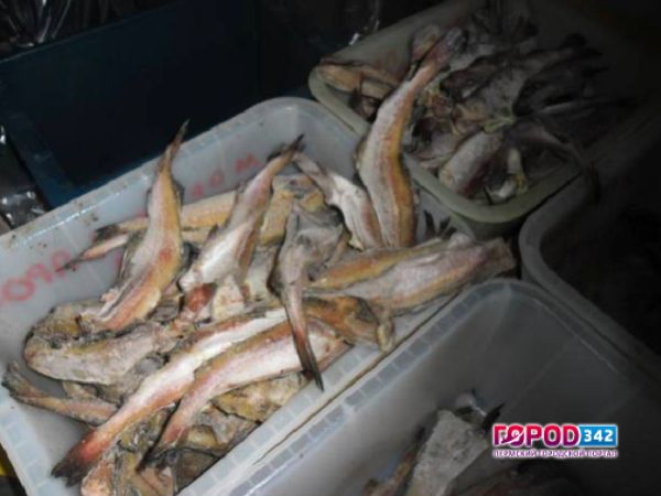 В Прикамье за период 2015-2016 годов из оборота было изъято 76 партий рыбной продукции