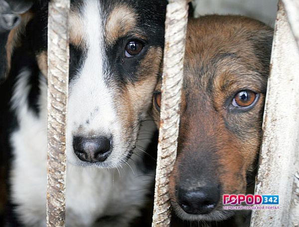 План на 2017 — 2040 собак. В Перми увеличат финансирование на отлов и содержание бродячих собак