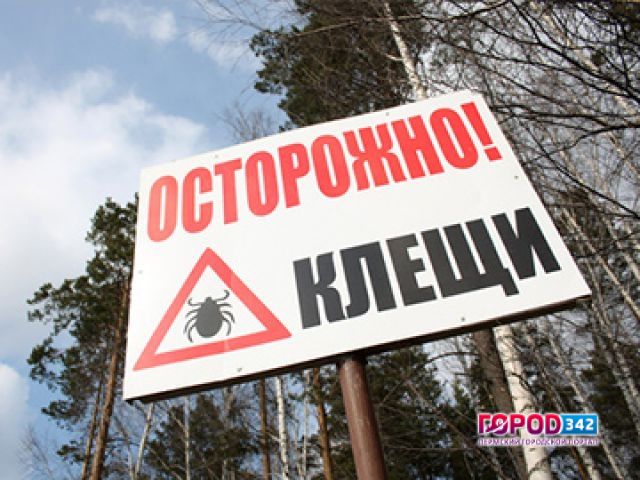 В Пермском крае от клещей пострадали уже 950 человек