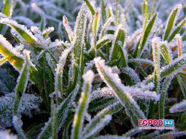 Завтра в Пермском крае ожидаются заморозки до минус шести градусов по Цельсию