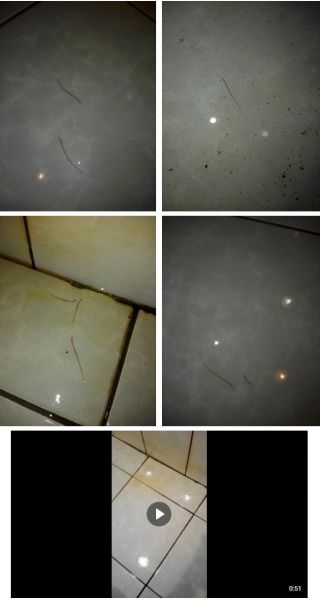 Студентка ПГНИУ обнаружила в душе спортивного корпуса дождевых червей