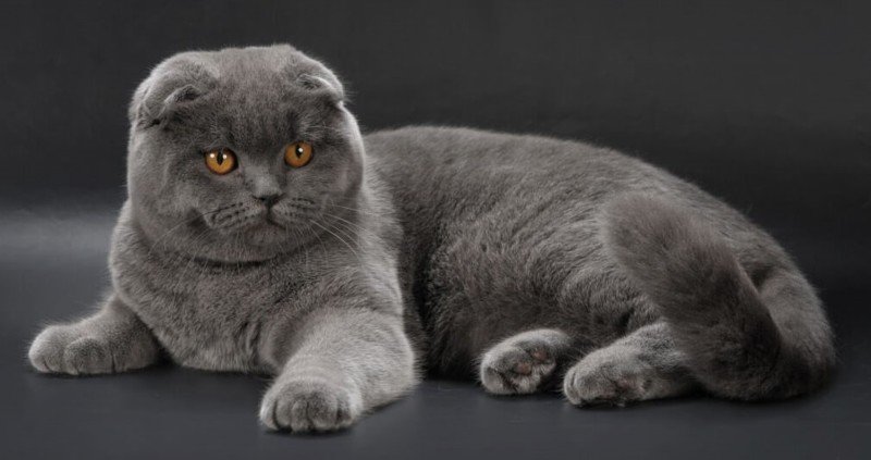 Самой дорогой проданной кошкой в Перми стал представитель бурманской породы
