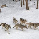 волки в Прикамье