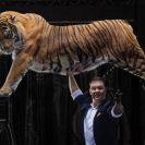 Впервые в Пермском цирке идет шоу «Тигры на земле и в воздухе»