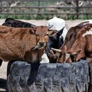 В Пермском крае состоится чемпионат по метанию коровьих лепешек