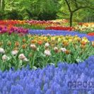 Голландия – страна цветов